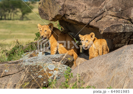 Two lion cubs standing under rocky overhang Two lion cubs standing under rocky overhang 64901985