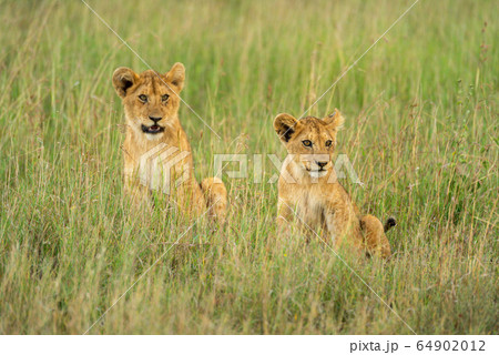 Two lion cubs look right in grass 64902012
