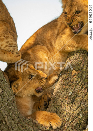 Two lion cubs lie snarling in tree 64902014