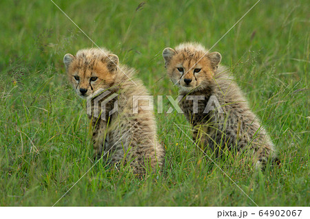 Two cheetah cubs sit together in grass Two cheetah cubs sit together in grass 64902067