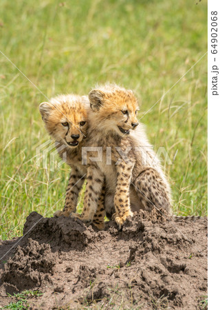 Two cheetah cubs sit on termite mound 64902068