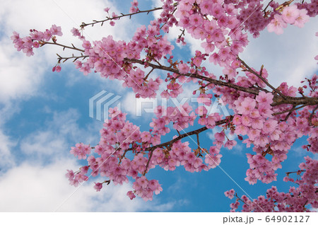 Kawazu cherry blossoms in February 64902127