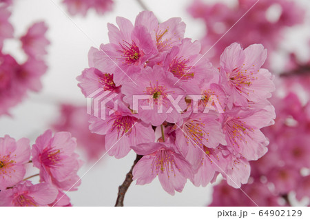 Kawazu cherry blossoms in February 64902129