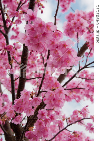 Kawazu cherry blossoms in February 64902131