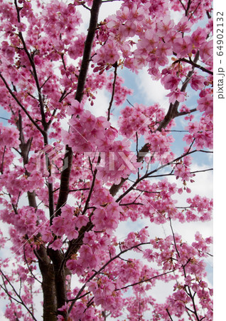 Kawazu cherry blossoms in February 64902132