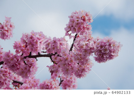 Kawazu cherry blossoms in February Kawazu cherry blossoms in February 64902133