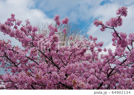 Kawazu cherry blossoms in February 64902134