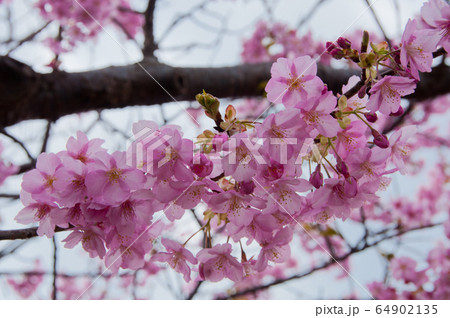 Kawazu cherry blossoms in February 64902135