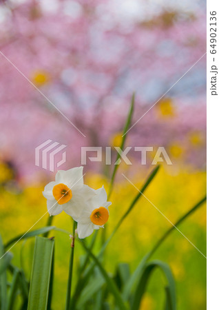 white narcissus in a garden 64902136