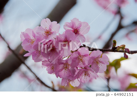 Kawazu cherry blossoms in February 64902151