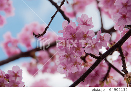 Kawazu cherry blossoms in February 64902152