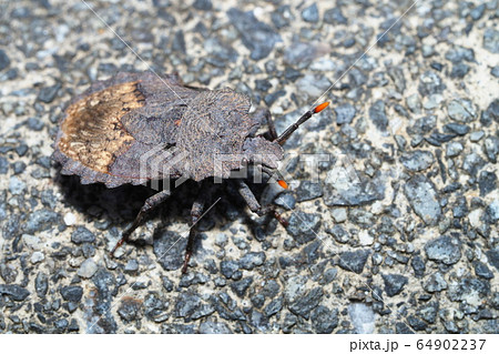 ノコギリカメムシ ノコギリカメムシ 64902237