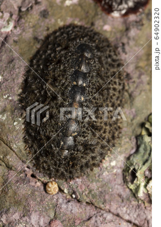 ケハダヒザラガイ 64902320