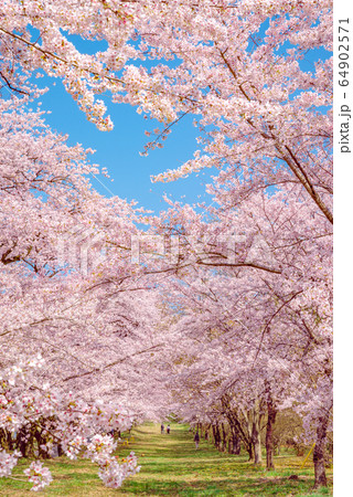 満開の赤城南面千本桜【群馬県】 64902571