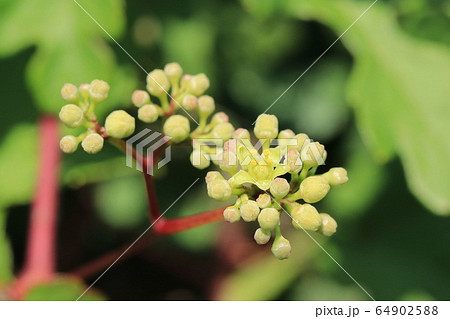 ノブドウの花の写真素材