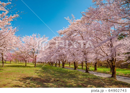 満開の赤城南面千本桜【群馬県】 64902743