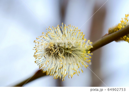 ネコヤナギ 64902753