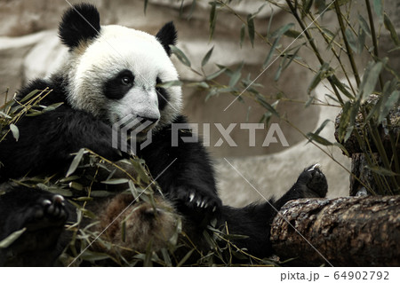 Cute giant panda eating bamboo in the zoo. Rare and protected animals 64902792