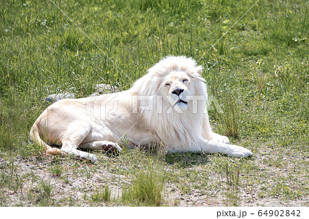 White lion lying on the green grass 64902842