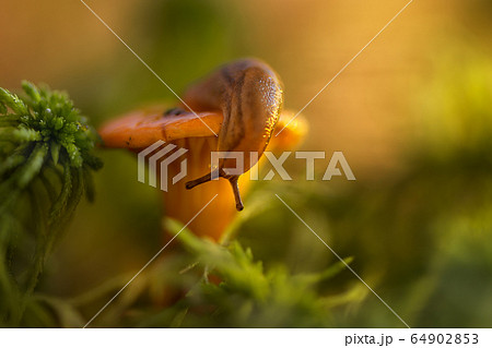 Little snail sits on the top of mushroom and looks down Little snail sits on the top of mushroom and looks down 64902853