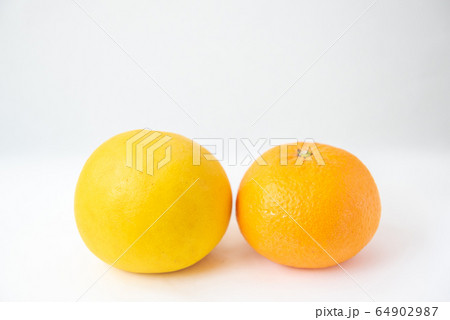 爽やかな果実　土佐文旦と甘夏 64902987