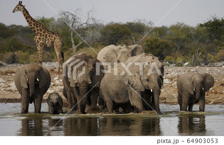 アフリカゾウ アフリカゾウ 64903053