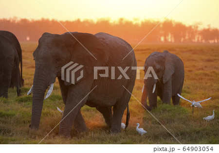 アフリカゾウ 64903054