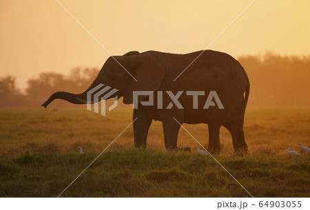 アフリカゾウ アフリカゾウ 64903055