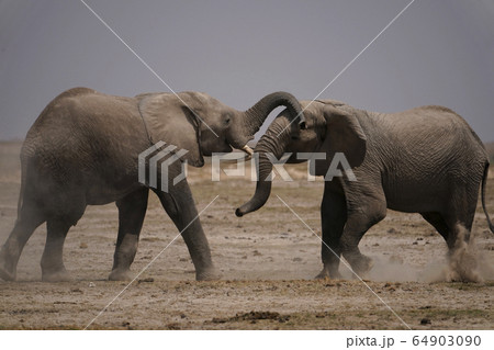 アフリカゾウ 64903090