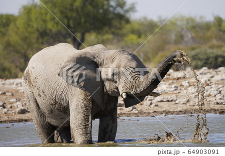 アフリカゾウ アフリカゾウ 64903091