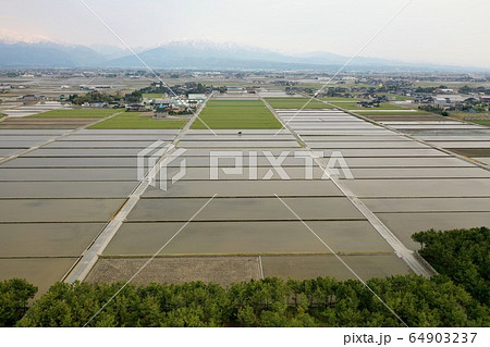 田植えの頃 富山県入善町の春 田植えの頃 富山県入善町の春 64903237
