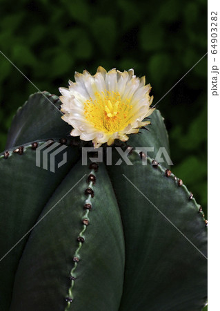 サボテンの花 64903282
