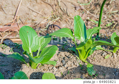 チンゲンサイの栽培 64903821