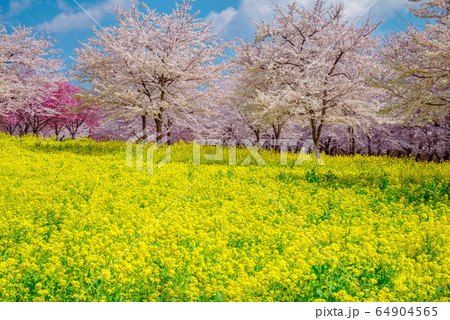 満開の桜と菜の花畑【群馬県・赤城南面千本桜】 満開の桜と菜の花畑【群馬県・赤城南面千本桜】 64904565