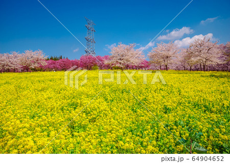 満開の桜と菜の花畑 群馬県 赤城南面千本桜 の写真素材