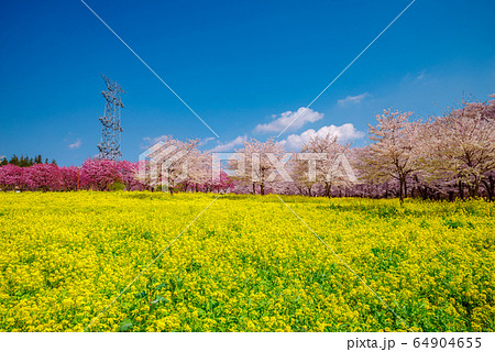 満開の桜と菜の花畑【群馬県・赤城南面千本桜】 満開の桜と菜の花畑【群馬県・赤城南面千本桜】 64904655