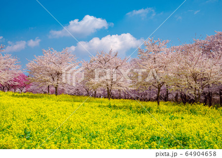 満開の桜と菜の花畑【群馬県・赤城南面千本桜】 満開の桜と菜の花畑【群馬県・赤城南面千本桜】 64904658