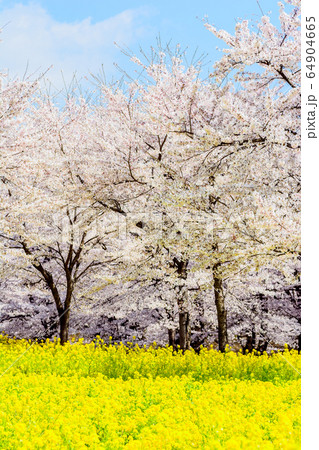 満開の桜と菜の花畑【群馬県・赤城南面千本桜】 満開の桜と菜の花畑【群馬県・赤城南面千本桜】 64904665