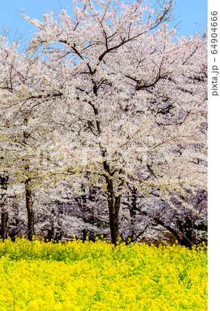 満開の桜と菜の花畑【群馬県・赤城南面千本桜】 64904666