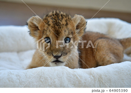 cute baby ligers