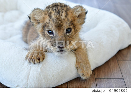 かわいいライオンの赤ちゃん の写真素材