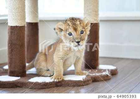 かわいいライオンの赤ちゃん の写真素材