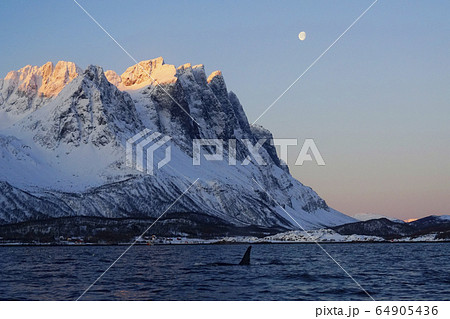 ノルウェーのシャチ ノルウェーのシャチ 64905436