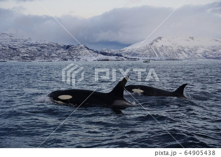 ノルウェーのシャチ 64905438