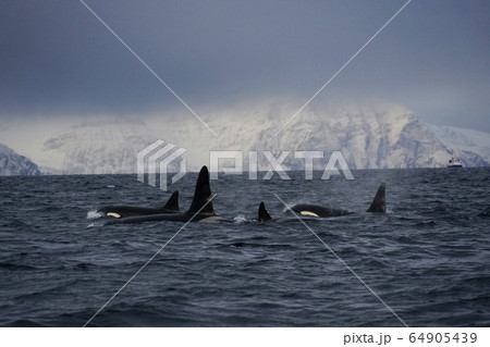 ノルウェーのシャチ ノルウェーのシャチ 64905439