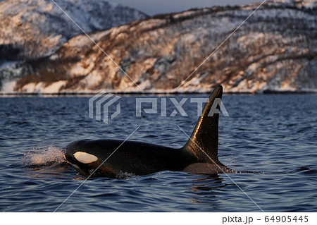 ノルウェーのシャチの写真素材