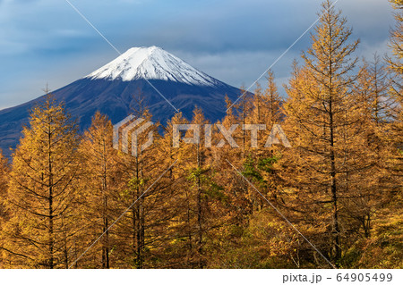 三ツ峠のカラマツの黄葉と富士山 三ツ峠のカラマツの黄葉と富士山 64905499