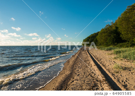 Car traces on the seashore, the summer of 2016. It's shot was made on the coast of the Baltic Sea, near ruins of the castle "Balga", Koenigsberg region 64905585