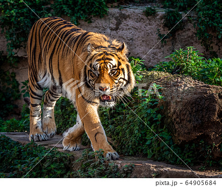 One Eyed Sumatran tiger (Panthera tigris 64905684