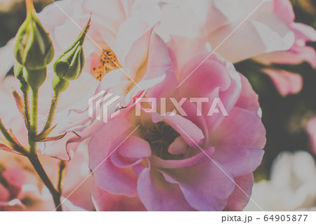 ピンクの花 64905877